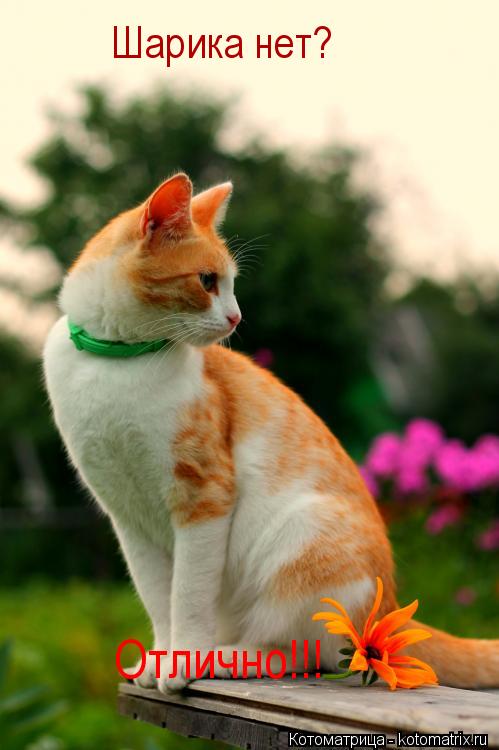 Шарика нет? Отлично!!!... Котоматрица: Шарика нет? Отлично!!!
