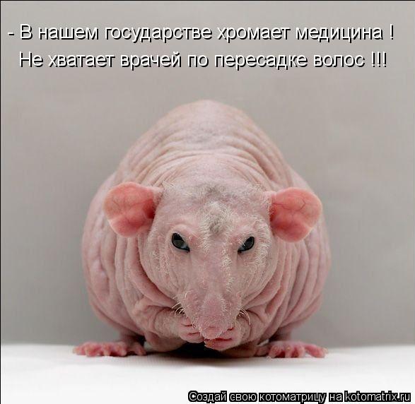 - В нашем государстве хромает медицина ! Не хватает врачей по пересадке волос !!!... Котоматрица: - В нашем государстве хромает медицина ! Не хватает врачей по пересадке волос !!!