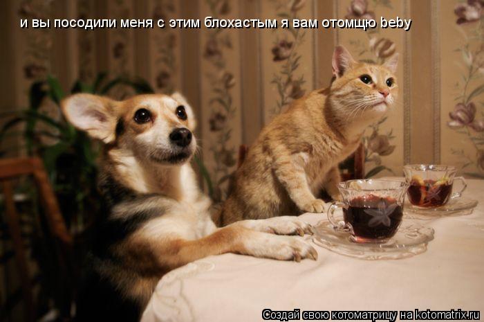 и вы посодили меня с этим блохастым я вам отомщю beby... Котоматрица: и вы посодили меня с этим блохастым я вам отомщю beby