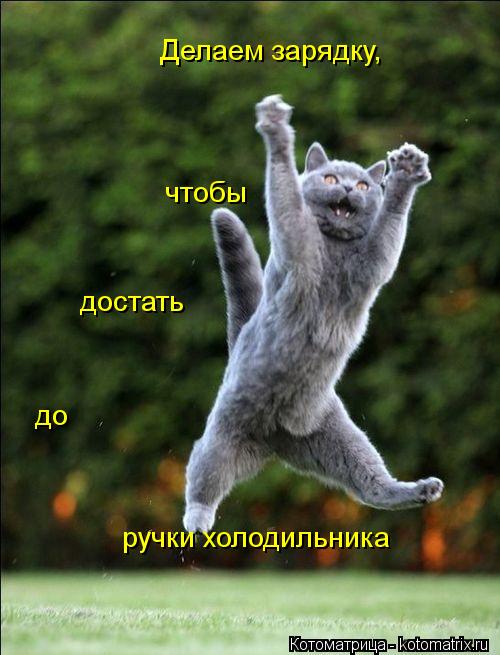 Делаем зарядку, чтобы достать до ручки холодильника... Котоматрица: Делаем зарядку, чтобы достать до ручки холодильника