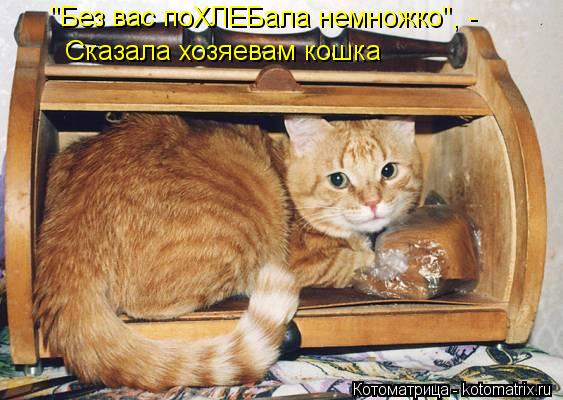 "Без вас поХЛЕБала немножко", - Сказала хозяевам кошка... Котоматрица: "Без вас поХЛЕБала немножко", - Сказала хозяевам кошка