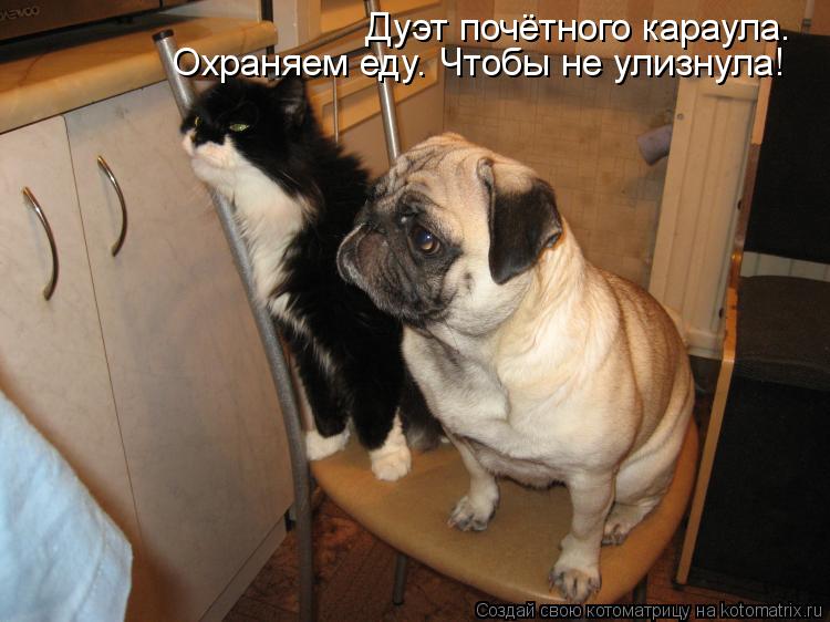 Дуэт почётного караула. Охраняем еду. Чтобы не улизнула!... Котоматрица: Дуэт почётного караула. Охраняем еду. Чтобы не улизнула!