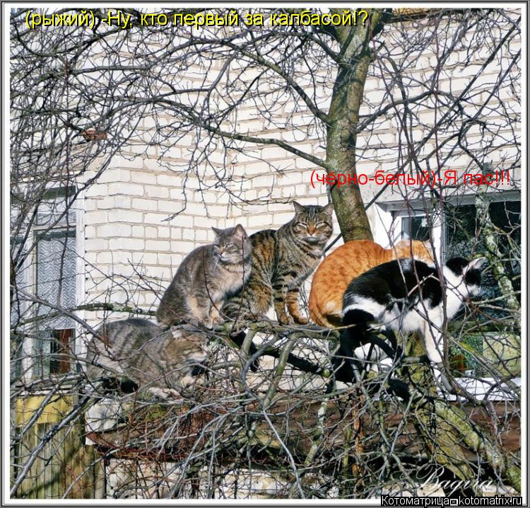 (рыжий) -Ну, кто первый за калбасой!? (чёрно-белый)-Я пас!!!... Котоматрица: (рыжий) -Ну, кто первый за калбасой!? (чёрно-белый)-Я пас!!!