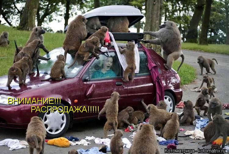 ВНИМАНИЕ!!! РАСПРОДАЖА!!!!!... Котоматрица: ВНИМАНИЕ!!! РАСПРОДАЖА!!!!!