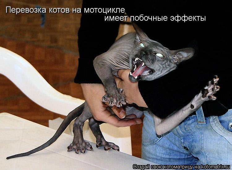 Перевозка котов на мотоцикле имеет побочные эффекты... Котоматрица: Перевозка котов на мотоцикле имеет побочные эффекты
