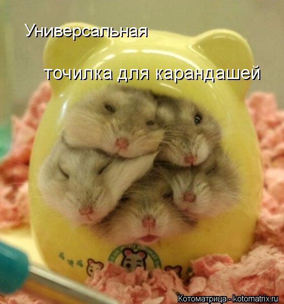 Универсальная точилка для карандашей... Котоматрица: Универсальная точилка для карандашей