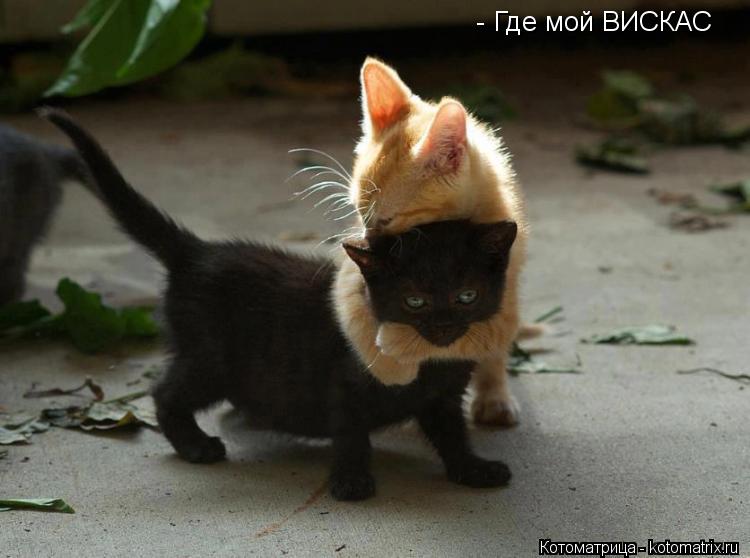 - Где мой ВИСКАС... Котоматрица: - Где мой ВИСКАС