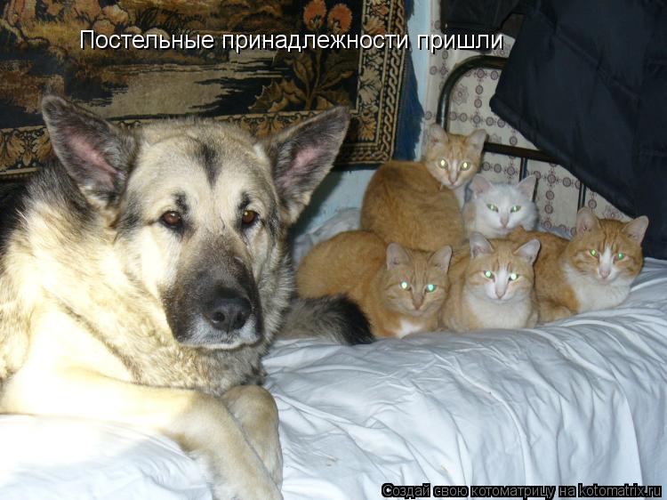 Постельные принадлежности пришли... Котоматрица: Постельные принадлежности пришли