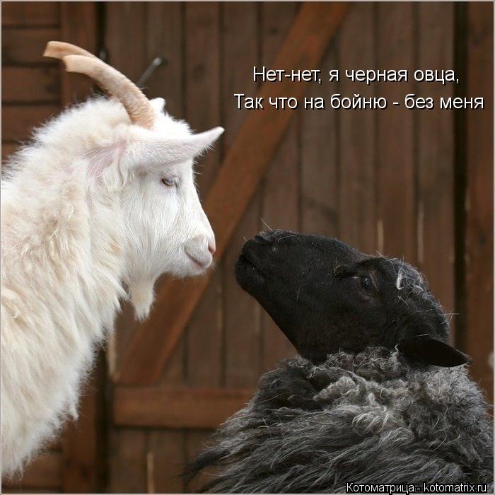 Нет-нет, я черная овца, Так что на бойню - без меня... Котоматрица: Нет-нет, я черная овца, Так что на бойню - без меня