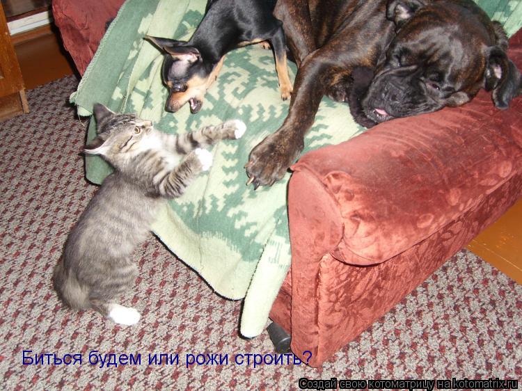 Биться будем или рожи строить?... Котоматрица: Биться будем или рожи строить?