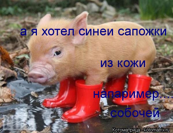 а я хотел синеи сапожки из кожи напаример........ собочей... Котоматрица: а я хотел синеи сапожки из кожи напаример........ собочей