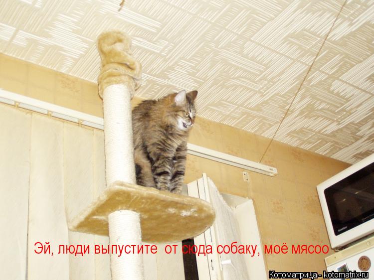 Эй, люди выпустите от сюда собаку, моё мясоо... Котоматрица: Эй, люди выпустите от сюда собаку, моё мясоо