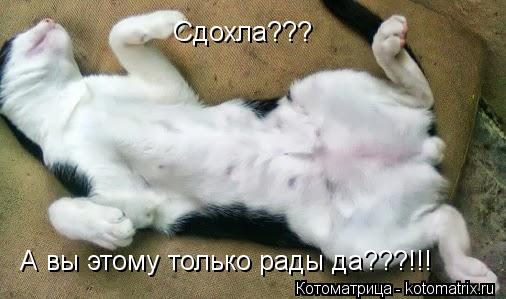 Сдохла??? А вы этому только рады да???!!!... Котоматрица: Сдохла??? А вы этому только рады да???!!!