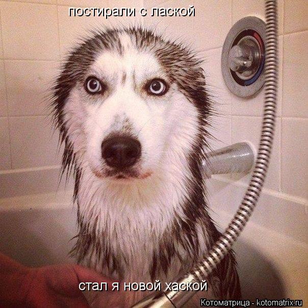 постирали с лаской стал я новой хаской... Котоматрица: постирали с лаской стал я новой хаской