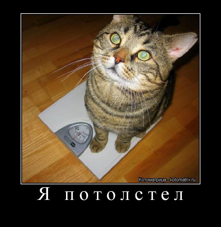 Я потолстел ... Котоматрица: Я потолстел
