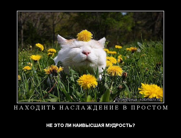 НАХОДИТЬ НАСЛАЖДЕНИЕ В ПРОСТОМ НЕ ЭТО ЛИ НАИВЫСШАЯ МУДРОСТЬ?... Котоматрица: НАХОДИТЬ НАСЛАЖДЕНИЕ В ПРОСТОМ НЕ ЭТО ЛИ НАИВЫСШАЯ МУДРОСТЬ?