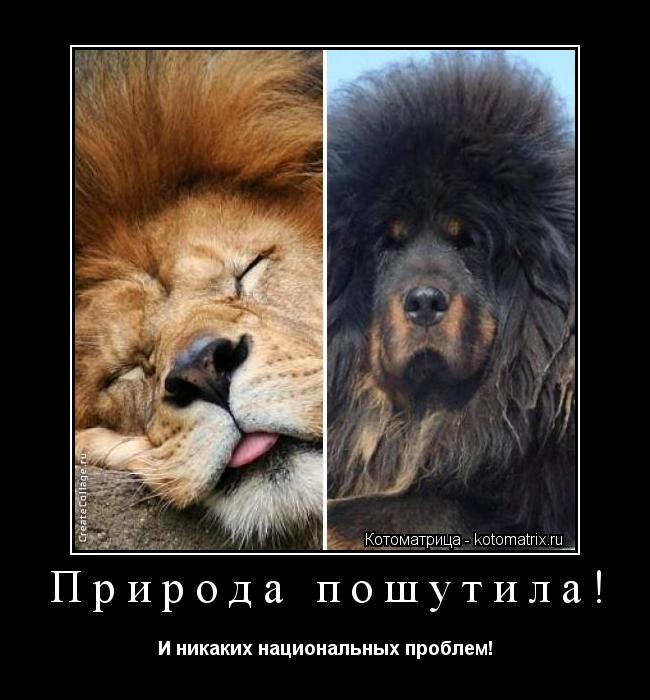http://kotomatrix.ru/images/lolz/2013/08/01/W.jpg