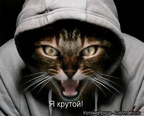 Я крутой!... Котоматрица: Я крутой!