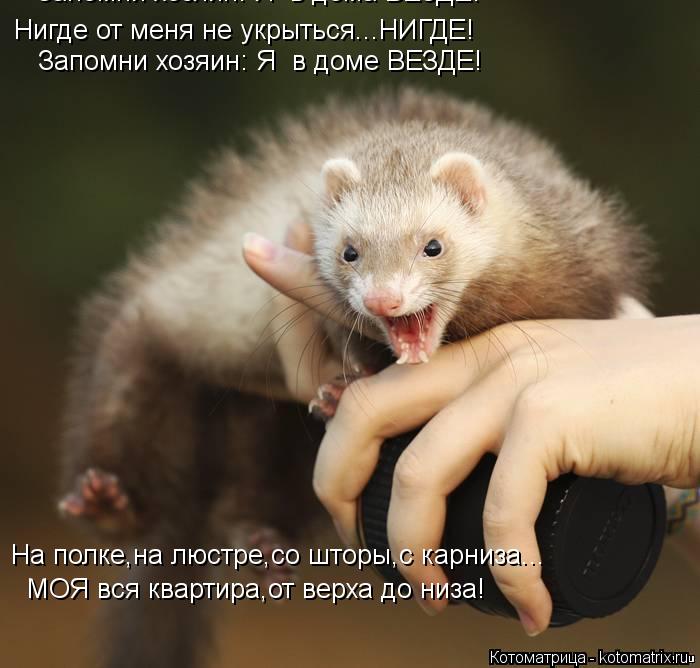 Нигде от меня не укрыться...НИГДЕ! Запомни хозяин: Я в дома ВЕЗДЕ! Запомни хозяин: Я в доме ВЕЗДЕ! ... Котоматрица: Нигде от меня не укрыться...НИГДЕ! Запомни хозяин: Я в дома ВЕЗДЕ! Запомни хозяин: Я в доме ВЕЗДЕ! На полке,на люстре,со шторы,с карниза... МОЯ в