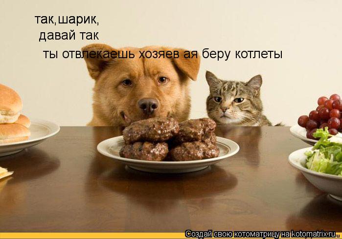 так,шарик, так,шарик, давай так ты отвлекаешь хозяев ая беру котлеты... Котоматрица: так,шарик, так,шарик, давай так ты отвлекаешь хозяев ая беру котлеты