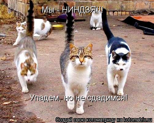 Котоматрица: Мы - НИНДЗЯ!!! Упадем, но не сдадимся!