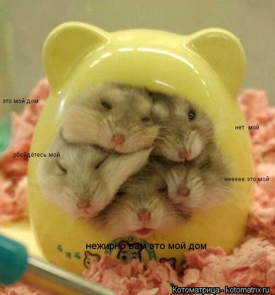это мой дом нет мой обойдётесь мой неееее это мой нежирно вам это мой дом... Котоматрица: это мой дом нет мой обойдётесь мой неееее это мой нежирно вам это мой дом