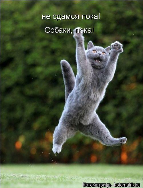 не сдамся пока! Собаки, пока!... Котоматрица: не сдамся пока! Собаки, пока!