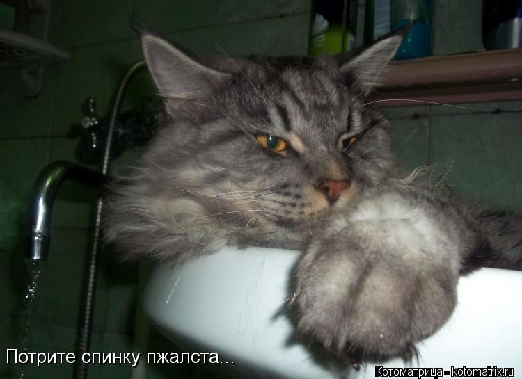 Потрите спинку пжалста...... Котоматрица: Потрите спинку пжалста...