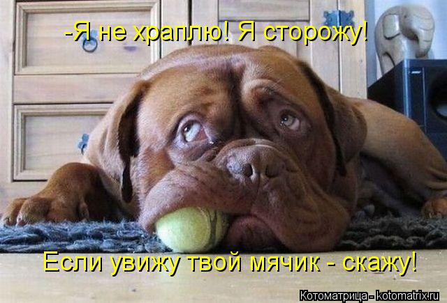 -Я не храплю! Я сторожу! Если увижу твой мячик - скажу!... Котоматрица: -Я не храплю! Я сторожу! Если увижу твой мячик - скажу!