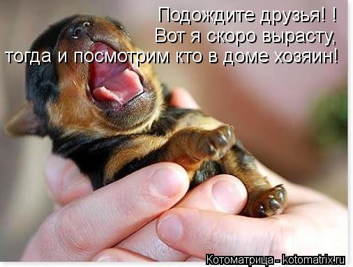 Подождите друзья! ! Вот я скоро вырасту, тогда и посмотрим кто в доме хозяин!... Котоматрица: Подождите друзья! ! Вот я скоро вырасту, тогда и посмотрим кто в доме хозяин!