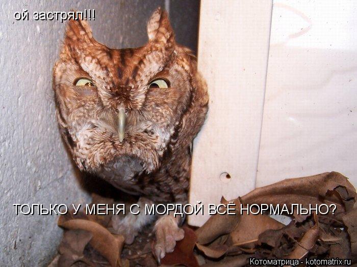 ой застрял!!! ТОЛЬКО У МЕНЯ С МОРДОЙ ВСЁ НОРМАЛЬНО?... Котоматрица: ой застрял!!! ТОЛЬКО У МЕНЯ С МОРДОЙ ВСЁ НОРМАЛЬНО?