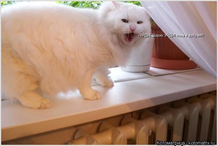 -УЙДИ! Шарик УЙДИ! пока я добрая!!!... Котоматрица: -УЙДИ! Шарик УЙДИ! пока я добрая!!!