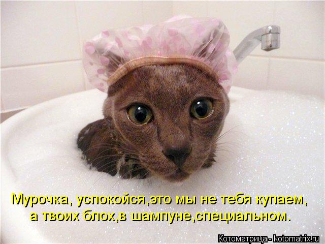Мурочка, успокойся,это мы не тебя купаем, а твоих блох,в шампуне,специальном.... Котоматрица: Мурочка, успокойся,это мы не тебя купаем, а твоих блох,в шампуне,специальном.