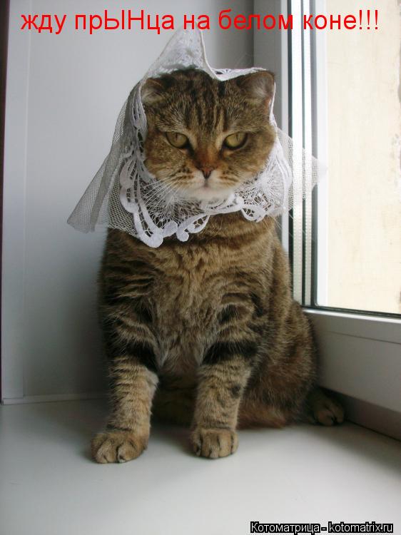 жду прЫНца на белом коне!!!... Котоматрица: жду прЫНца на белом коне!!!