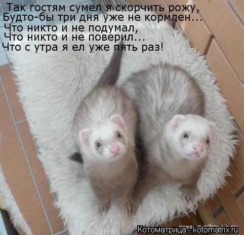 Так гостям сумел я скорчить рожу, Будто-бы три дня уже не кормлен... Что никто и не подумал, Что никт... Котоматрица: Так гостям сумел я скорчить рожу, Будто-бы три дня уже не кормлен... Что никто и не подумал, Что никто и не поверил... Что с утра я ел уже пять ра