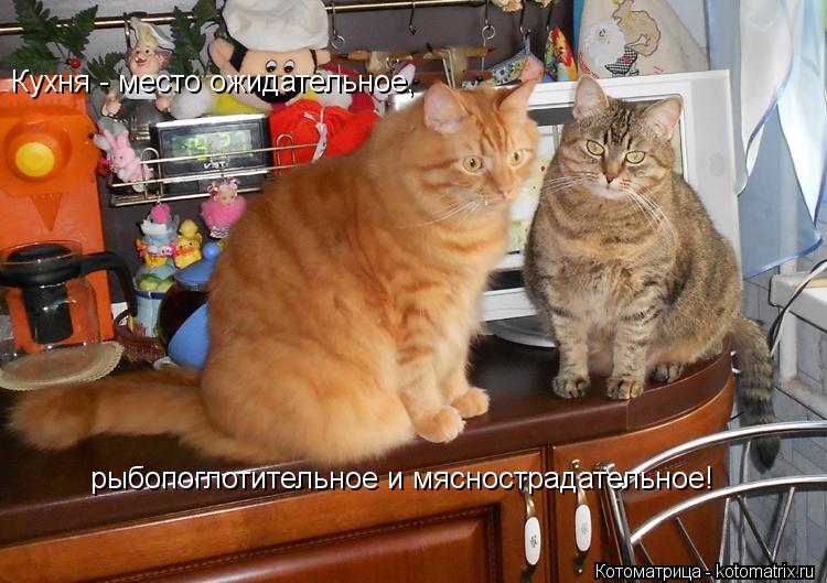 Кухня - место ожидательное, рыбопоглотительное и мяснострадательное!... Котоматрица: Кухня - место ожидательное, рыбопоглотительное и мяснострадательное!