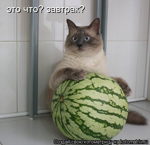 это что? завтрак?... Котоматрица: это что? завтрак?