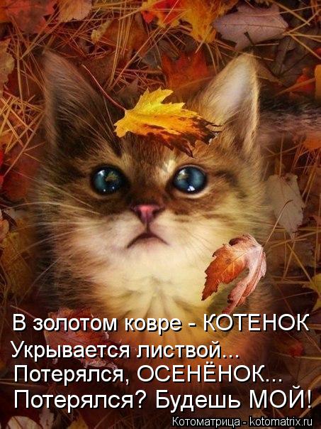 В золотом ковре - КОТЕНОК Потерялся? Будешь МОЙ! Потерялся, ОСЕНЁНОК... Укрывается листвой...... Котоматрица: В золотом ковре - КОТЕНОК Потерялся? Будешь МОЙ! Потерялся, ОСЕНЁНОК... Укрывается листвой...