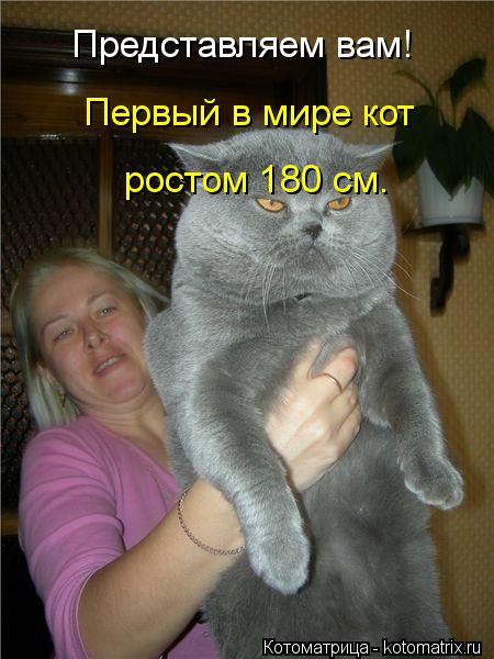 Представляем вам! Первый в мире кот ростом 180 см.... Котоматрица: Представляем вам! Первый в мире кот ростом 180 см.
