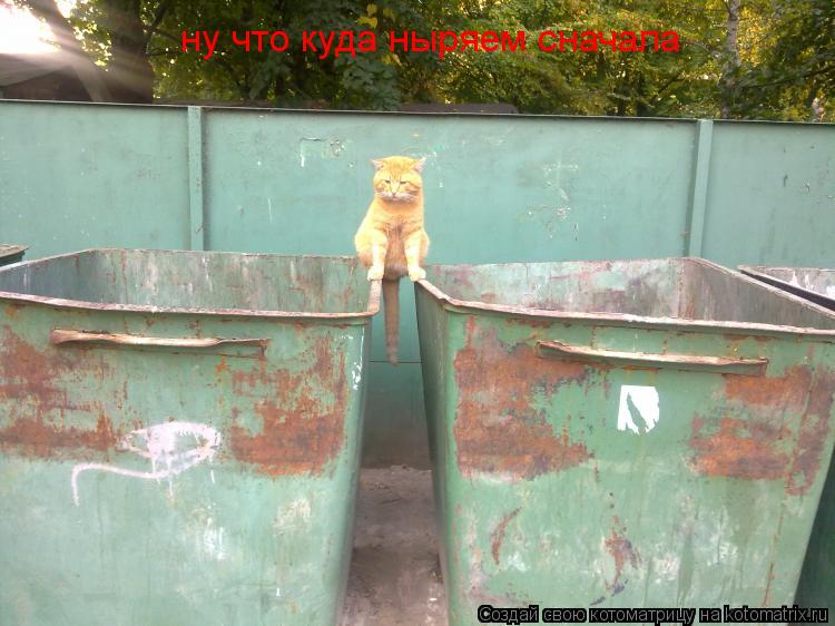 ну что куда ныряем сначала... Котоматрица: ну что куда ныряем сначала