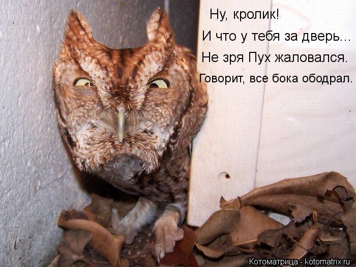 Ну, кролик! И что у тебя за дверь... Не зря Пух жаловался. Говорит, все бока ободрал.... Котоматрица: Ну, кролик! И что у тебя за дверь... Не зря Пух жаловался. Говорит, все бока ободрал.