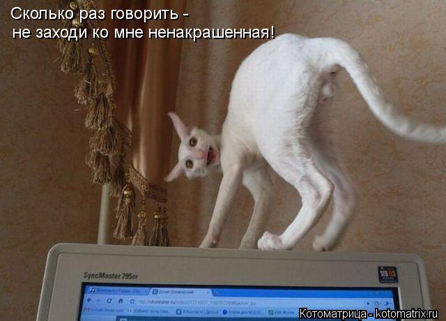 Сколько раз говорить - не заходи ко мне ненакрашенная!... Котоматрица: Сколько раз говорить - не заходи ко мне ненакрашенная!