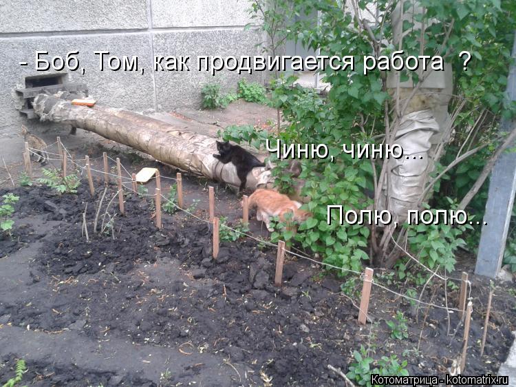 - Боб, Том, как продвигается работа ? Чиню, чиню... Полю, полю...... Котоматрица: - Боб, Том, как продвигается работа ? Чиню, чиню... Полю, полю...