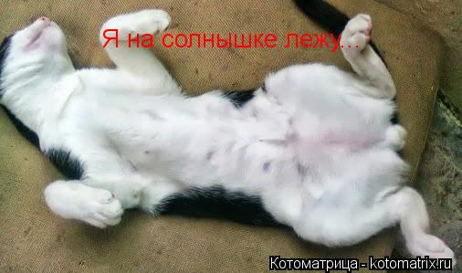 Я на солнышке лежу...... Котоматрица: Я на солнышке лежу...