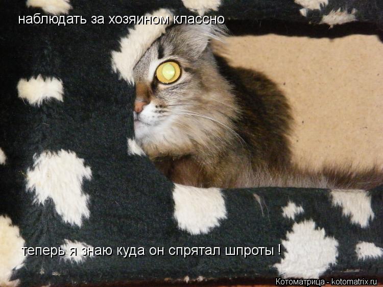 наблюдать за хозяином классно теперь я знаю куда он спрятал шпроты ! !... Котоматрица: наблюдать за хозяином классно теперь я знаю куда он спрятал шпроты ! !