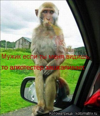 Мужик если ты меня видишь, то алкотестер зашкаливает. то алкотестер зашкаливает.... Котоматрица: Мужик если ты меня видишь, то алкотестер зашкаливает. то алкотестер зашкаливает.