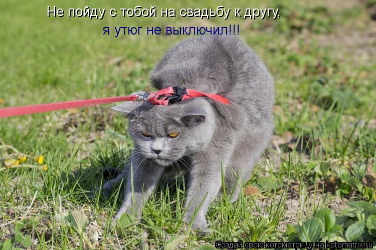 Не пойду с тобой на свадьбу к другу, я утюг не выключил!!!... Котоматрица: Не пойду с тобой на свадьбу к другу, я утюг не выключил!!!