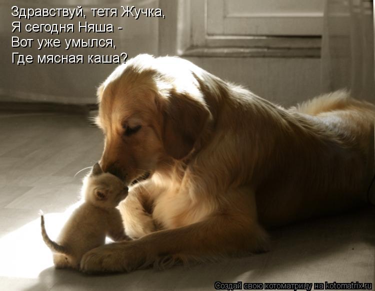 Здравствуй, тетя Жучка, Я сегодня Няша - Вот уже умылся, Где мясная каша?... Котоматрица: Здравствуй, тетя Жучка, Я сегодня Няша - Вот уже умылся, Где мясная каша?