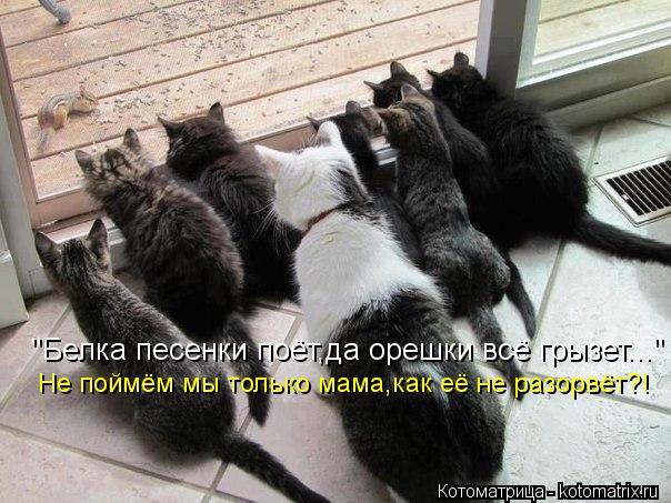 "Белка песенки поёт,да орешки всё грызет..." Не поймём мы только мама,как её не разорвёт?!... Котоматрица: "Белка песенки поёт,да орешки всё грызет..." Не поймём мы только мама,как её не разорвёт?!
