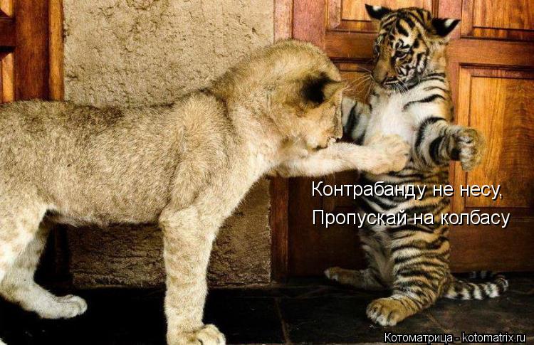 Контрабанду не несу, Пропускай на колбасу... Котоматрица: Контрабанду не несу, Пропускай на колбасу
